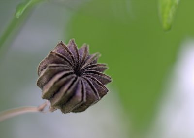 Pflanzenfotografie