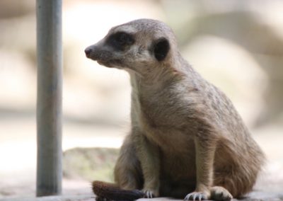 Tierfotografie