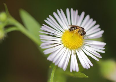 Pflanzenfotografie