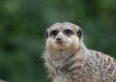 Tierfotografie