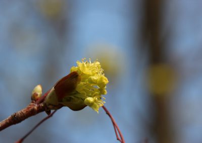 Pflanzenfotografie