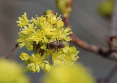 Pflanzenfotografie