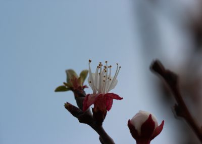 Pflanzenfotografie