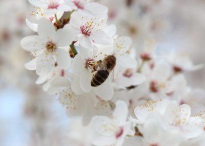 Pflanzenfotografie