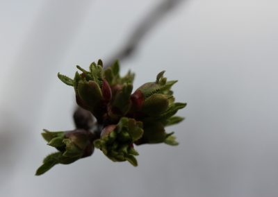 Pflanzenfotografie
