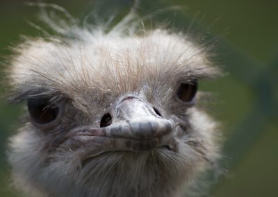 Tierfotografie