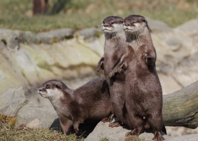 Tierfotografie