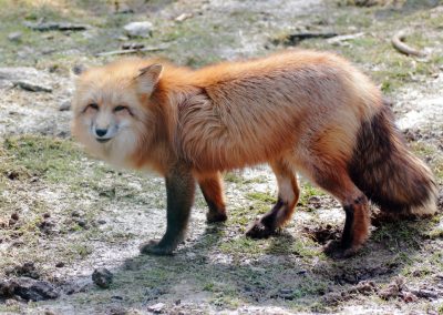 Tierfotografie