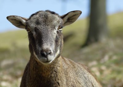 Tierfotografie
