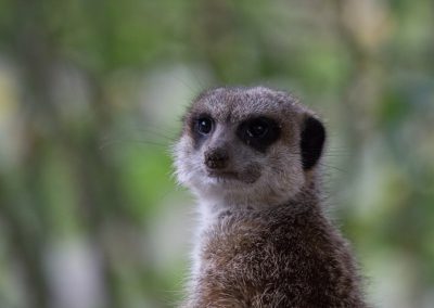 Tierfotografie