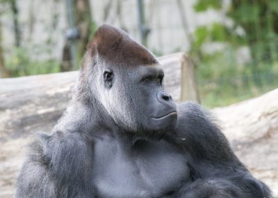 Tierfotografie
