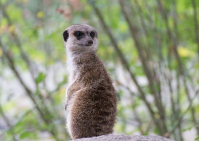 Tierfotografie