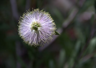 Pflanzenfotografie